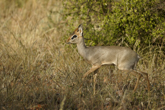 Kirk's dik-dik (male), Samburu Game Reserve, Kenya