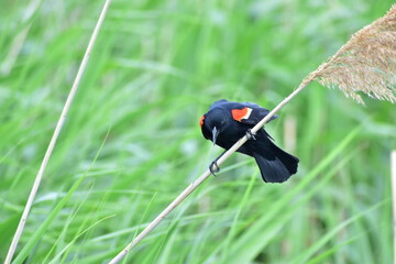 Red wing blackbird perched