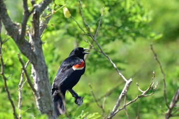 Red wing blackbird perched