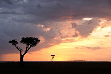Fototapeta na wymiar Sunset in the Masai Mara Game Reserve, Kenya