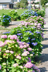 【神奈川】開成あじさいの里