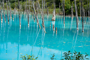 古木を映す青い池の湖面　美瑛町
