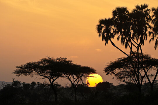 Sunrise behind acacia trees and doum palms, Samburu Game Reserve, Kenya