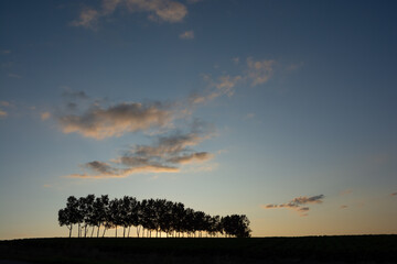 夕暮れの空と白樺並木
