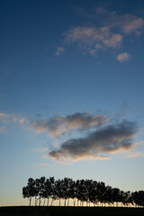 夕暮れの空と白樺並木
