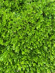 Obraz premium green leaves background