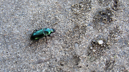 A beetle crawling in the sand - Powered by Adobe