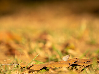 small gray butterfly rest on dry leaf on ground