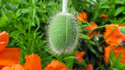 Blooming poppy in the summer season