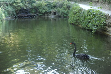 swan on the lake