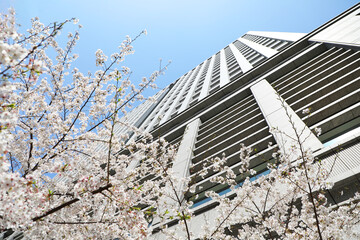 桜とオフィスビル