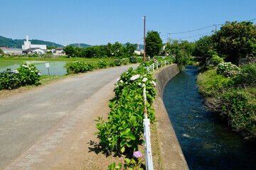 【神奈川】開成あじさいの里