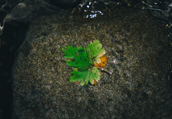 leaf on the water