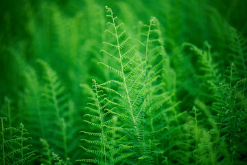 A warm summer evening in June 2021 in Western Pennsylvania. Fresh green plants are bathing in the warm sunshine.