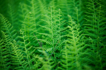 A warm summer evening in June 2021 in Western Pennsylvania. Fresh green plants are bathing in the warm sunshine.