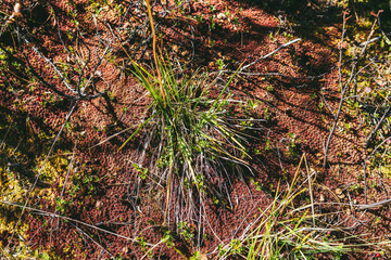 Picturesque minimalist nature background with red moss and green grass in sunshine in autumn. Scenic minimal natural backdrop with sphagnum warnstorfii moss in autumn colors. Flora minimalism in fall.