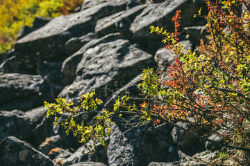 Scenic nature background with autumn leaves of caragana in golden sunlight. Beautiful mountain wild flora in autumn colors and bokeh of sunlit rocks. Sunlit vivid yellow and red leaves in fall time.