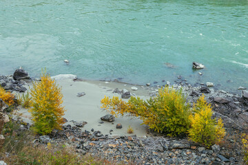 Colorful autumn landscape with golden leaves on trees on shore of turquoise mountain river in sunshine. Bright alpine scenery with mountain river and yellow trees in gold autumn colors in fall time.