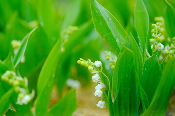 雨上がりの美しいすずらんの花