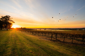Hot Air balloons in Pokolbin wine region over vineyard at sunrise, Hunter Valley, NSW, Australia