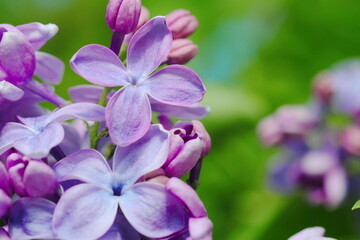 Obraz premium 森で咲く美しい紫の花