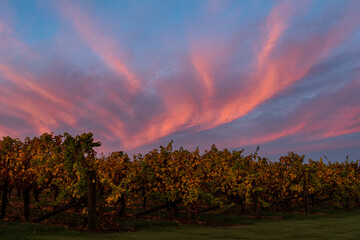 Fototapeta na wymiar sunset over the vineyard