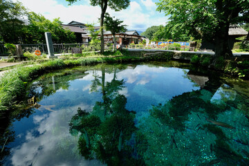 Fototapeta premium 【山梨】忍野八海