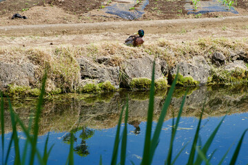 【山梨】忍野八海