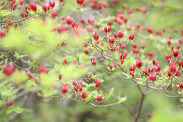 Obraz premium 植物