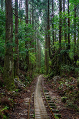 Rail path in the woods