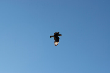 bird in flight