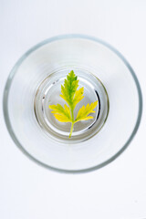 rama de perejil sumergida en agua y vaso de vidrio