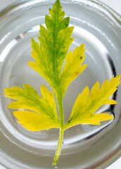 rama de perejil sumergida en agua y vaso de vidrio
