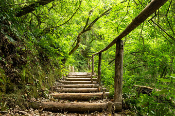 Camino de madera en el bosque 