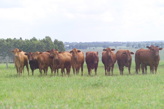 Vacas Red Brangus - Doadoras Brangus
