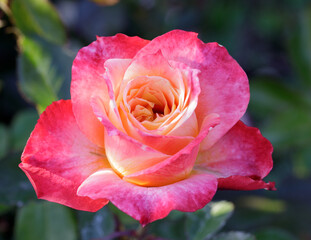'Tangerine Streams' Orange Blend Floribunda Rose in Bloom. San Jose Municipal Rose Garden, San Jose, California, USA.