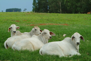 Vacas da raça Brahman - Doadoras Brahman