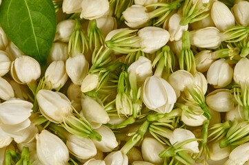 Fresh Indian Jasmine flower buds (Jasminum sambac) background