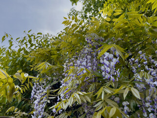 藤の花