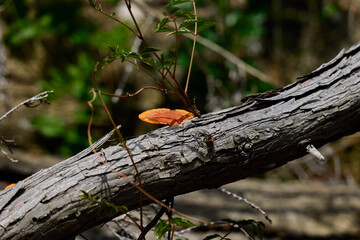 オレンジ色のキノコ