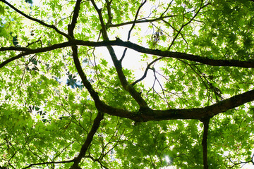 カエデの新緑（大雄山）