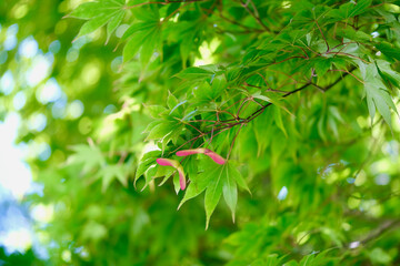 カエデの新緑（大雄山）