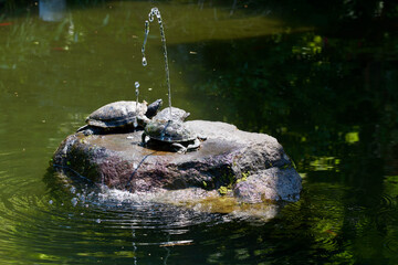 亀の甲羅干し（大雄山）
