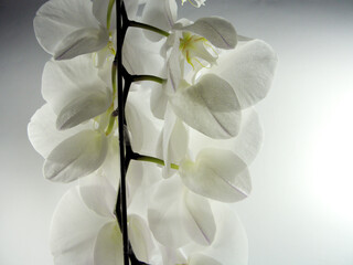 Close-up purple, red, pink, white phalaenopsis isolated on white (selective focus) Taiwan is called...