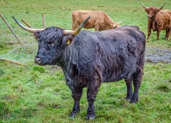Highland cattle