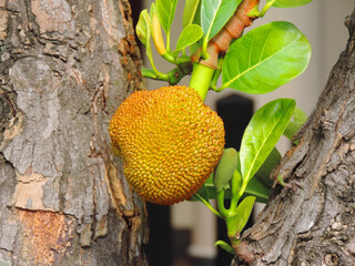 Fruits named Jackfruit scientific name Artocarpus heterophyllus, Jackfruit hanging on tree.