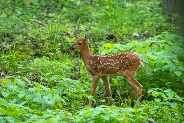 Naklejka na ściany i meble White-tailed deer, a small fawn in the forest