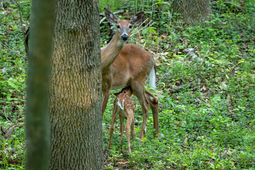 White-tailed deer, hind suckling small fawn