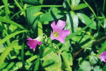 Obraz na płótnie Canvas pink flower in a garden
