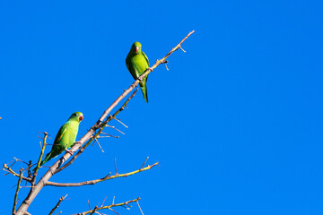 Pair of green parrots, perched on dry branches, with a clear blue sky in the background